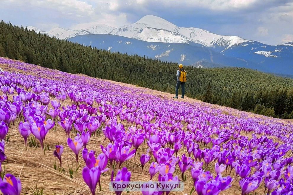 Кукул — місце, де гори розквітають / Крокуси на Кукулі — весняна казка Карпат