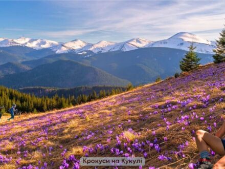 Крокуси на Кукулі — весняна казка Карпат
