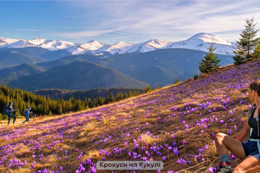 Цвітіння крокусів на Кукулі — весняна магія Карпат / Крокуси на Кукулі — весняна казка Карпат