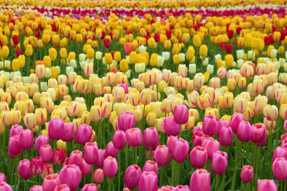 найкрасивіші квіткові тури Україною