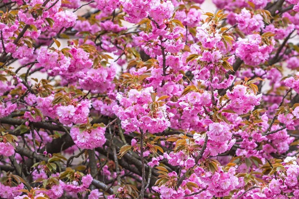 Сакура в Ужгороді — подорож, яку варто спіймати