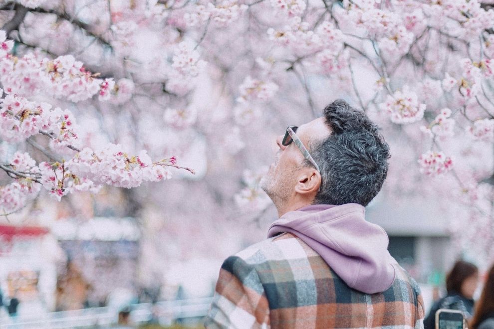 Сакура в Закарпатті