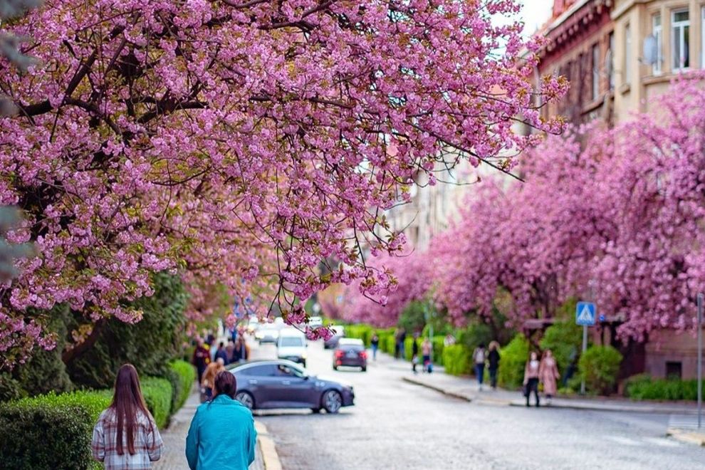 Сакура в Ужгороді