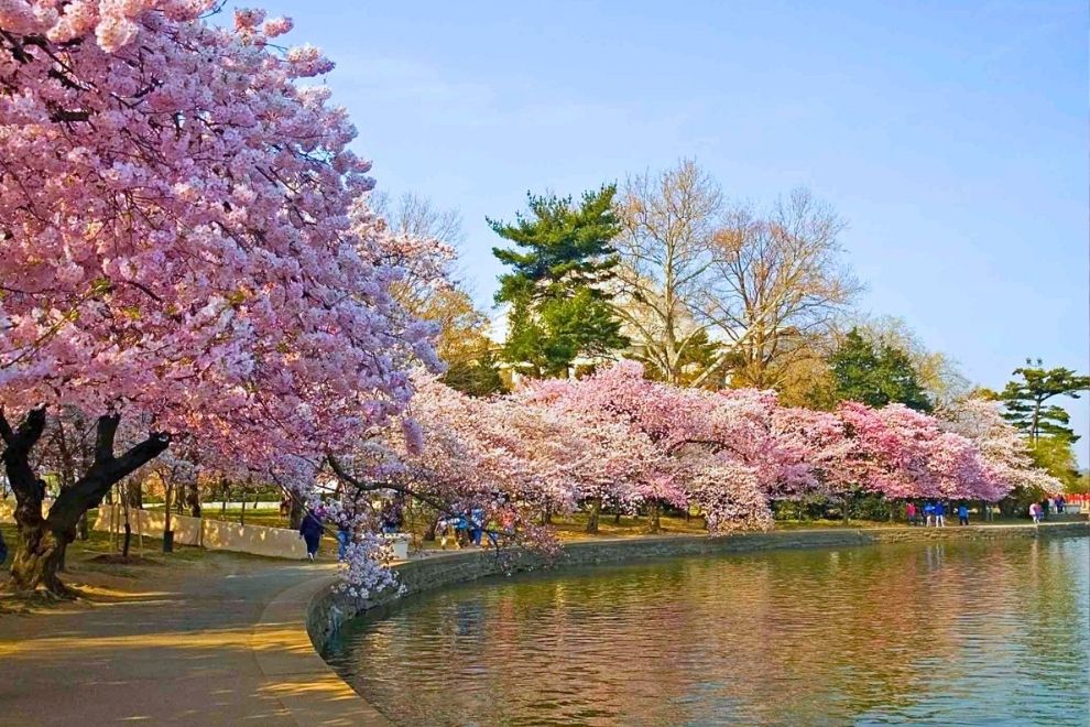 Закарпаття в цвіті сакури - квітковий тур зі Львова