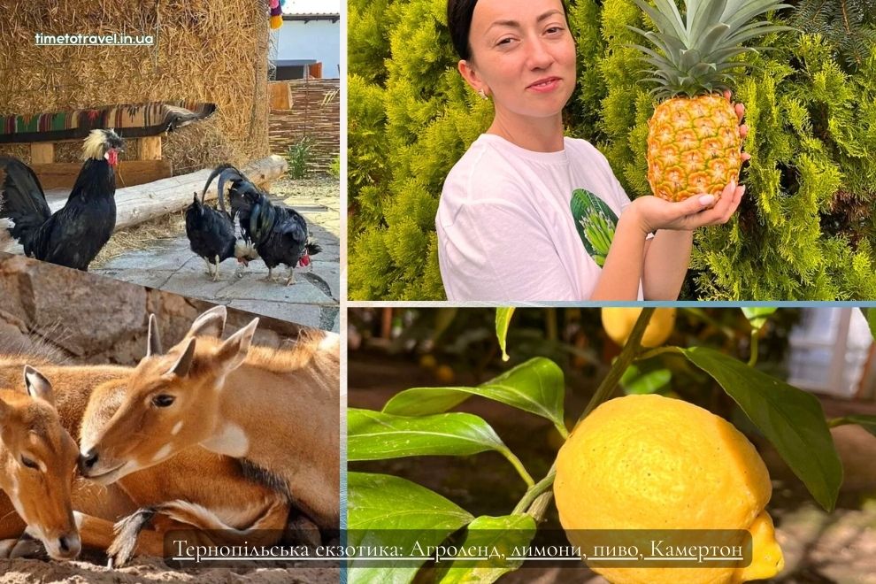 Тернопільська екзотика: етнопарк Агроленд, лимони, пиво, Камертон