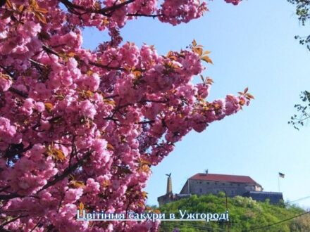цвітіння сакури в Ужгороді та Мукачеві