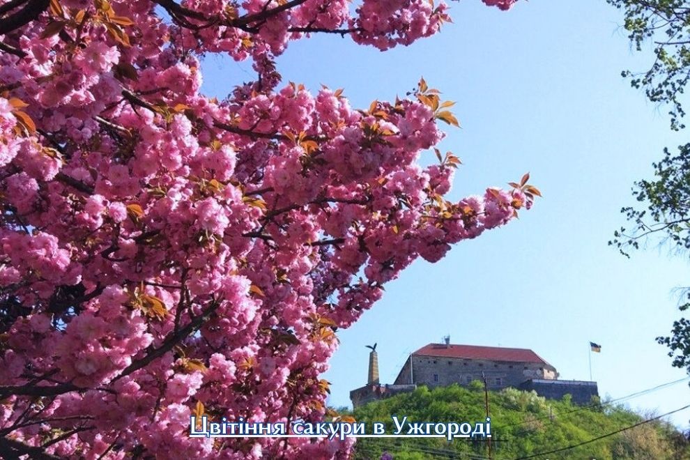 цвітіння сакури в Ужгороді та Мукачеві